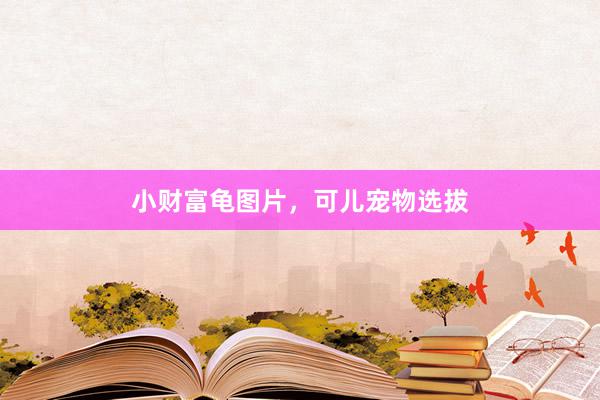 小财富龟图片,可儿宠物选拔